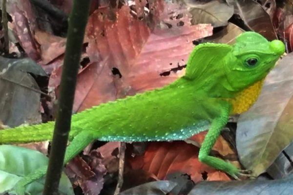 Sinharaja lizard